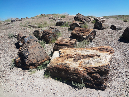 scattered logs at Crystal Forest